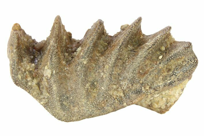 Cretaceous Lungfish (Ceratodus) Tooth Plate - Morocco #280599